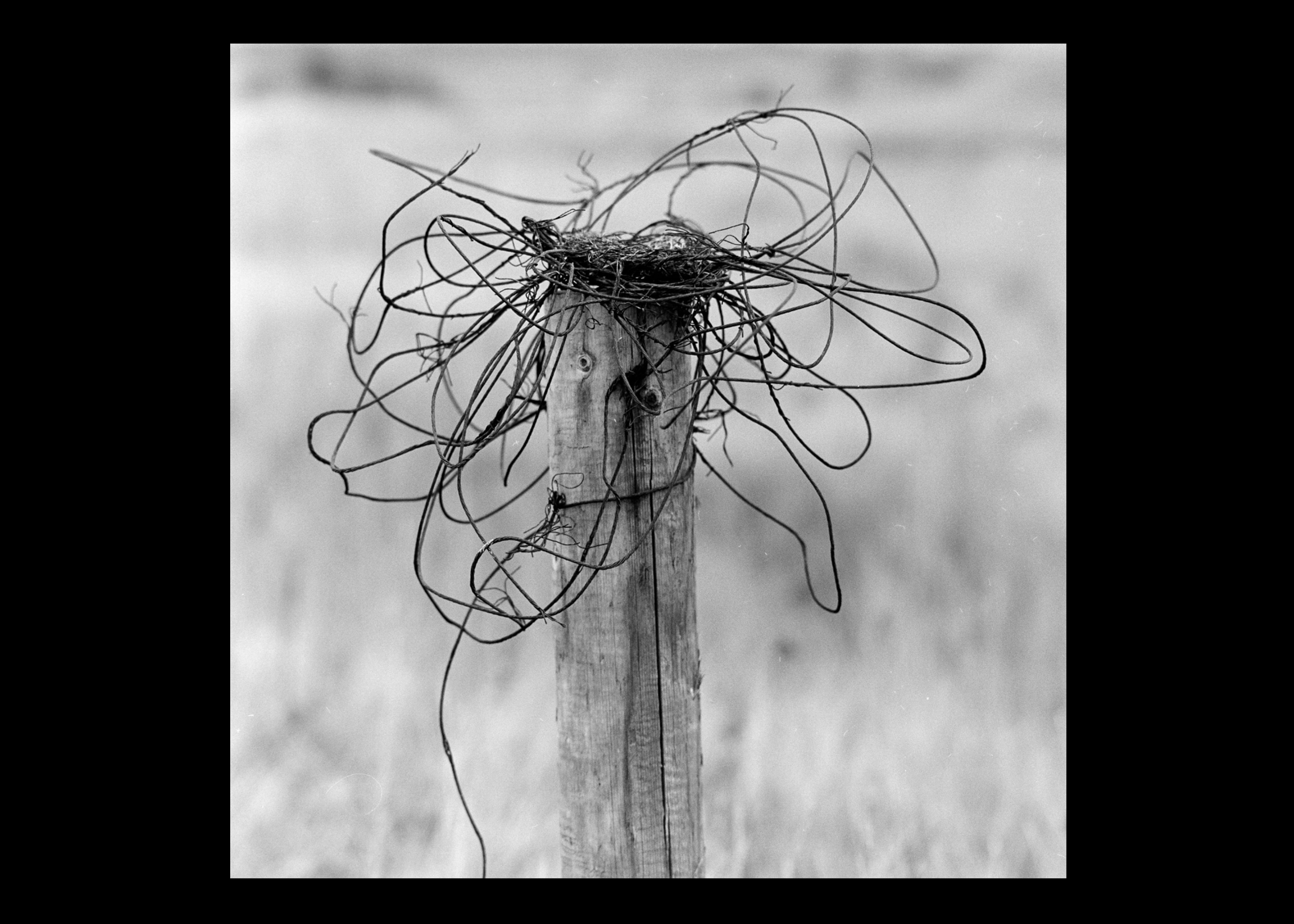the-ornathologists-brian-o'callaghan
